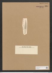 Nitzschia neogena Grun. (de-Toni-Nr.: Genus 47, Species 2104) Zeichnungen Sammlung Grunow Nr. 4204 (NHMW-BOT-W0372125)